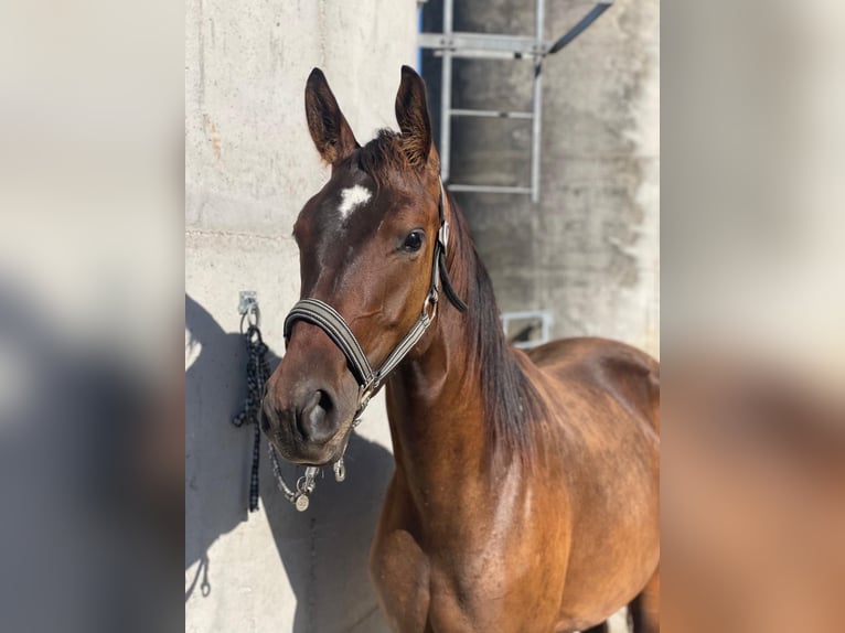 Austrian Warmblood Mare 3 years 16.2 hh Bay-Dark in Oed