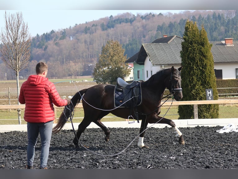 Austrian Warmblood Mare 3 years 16.2 hh Black in St Marein bei Graz