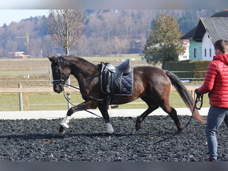 Austrian Warmblood Mare 3 years 16.2 hh Black in St Marein bei Graz