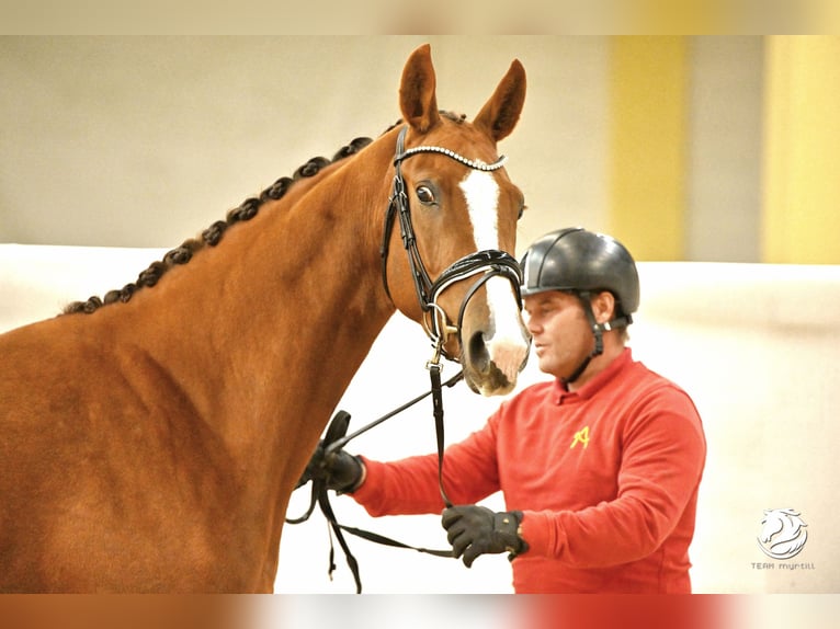 Austrian Warmblood Mare 3 years 16,2 hh Chestnut-Red in Wolfsbach