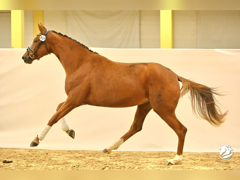 Austrian Warmblood Mare 3 years 16,2 hh Chestnut-Red in Wolfsbach