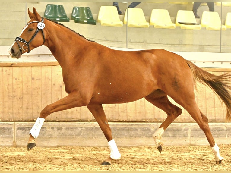 Austrian Warmblood Mare 3 years 16,2 hh Chestnut-Red in Wolfsbach