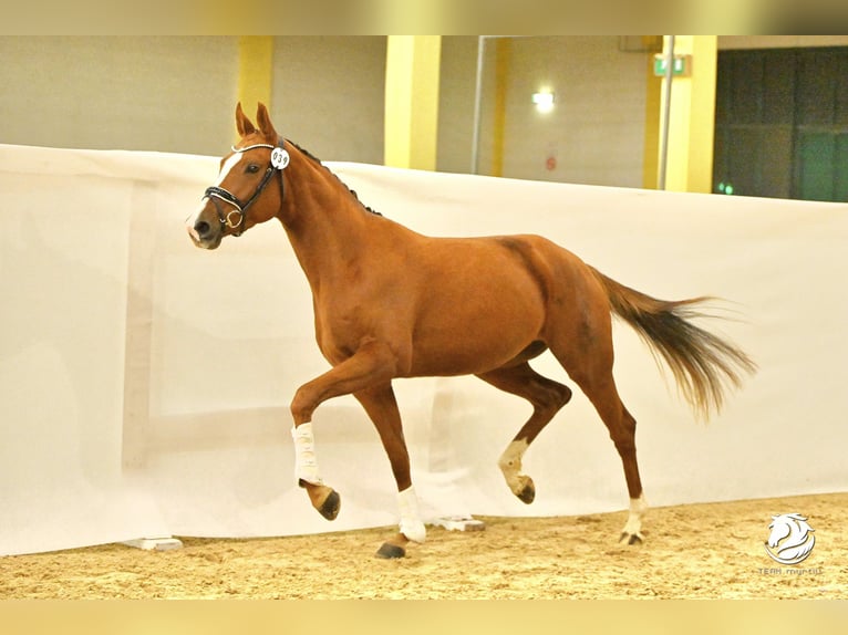 Austrian Warmblood Mare 3 years 16,2 hh Chestnut-Red in Wolfsbach