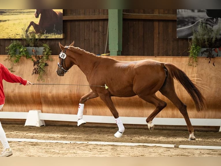 Austrian Warmblood Mare 3 years 16,2 hh Chestnut-Red in St Marein bei Graz