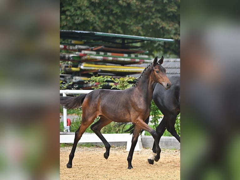 Austrian Warmblood Mare 3 years 16 hh Bay-Dark in Amstetten