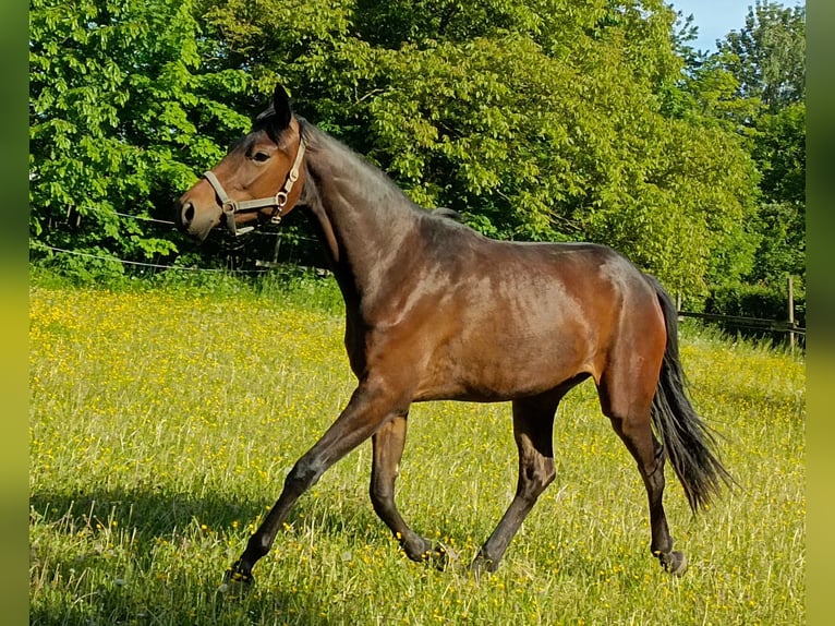 Austrian Warmblood Mare 3 years 16 hh Bay-Dark in Amstetten