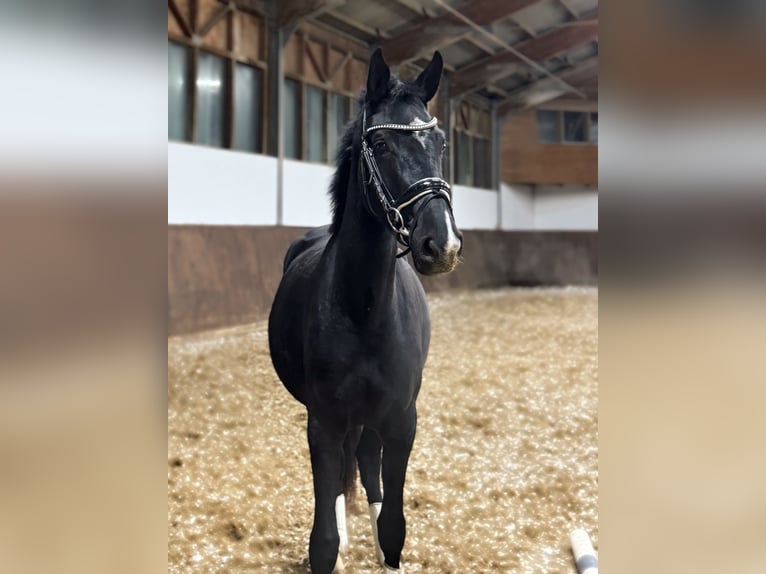 Austrian Warmblood Mare 3 years 16 hh Black in Margarethen am Moos