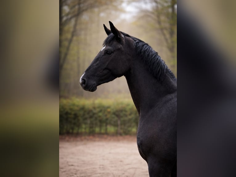 Austrian Warmblood Mare 3 years 16 hh Black in Margarethen am Moos