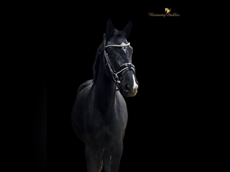 Austrian Warmblood Mare 3 years 16 hh Black in Margarethen am Moos