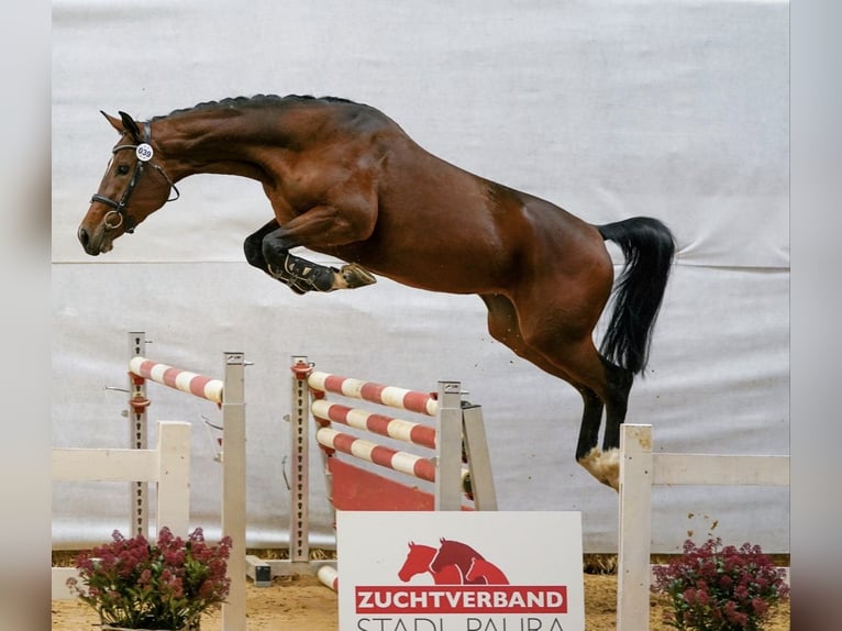 Austrian Warmblood Mare 3 years 16 hh Brown in Braunau