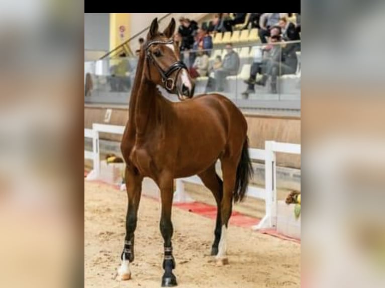 Austrian Warmblood Mare 3 years 16 hh Brown in Bra