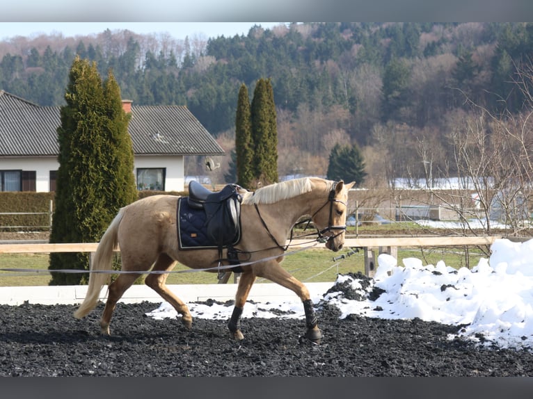 Austrian Warmblood Mare 3 years 16,1 hh Palomino in St Marein bei Graz