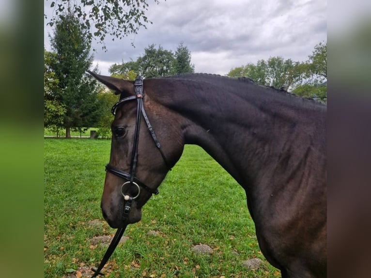 Austrian Warmblood Mare 3 years 16,2 hh Bay-Dark in Admont