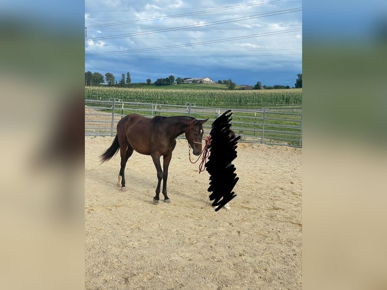 Austrian Warmblood Mare 3 years 16,2 hh Bay-Dark in Oed