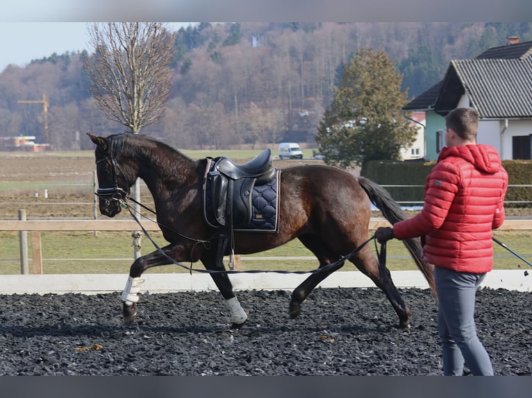 Austrian Warmblood Mare 3 years 16,2 hh Black in St Marein bei Graz