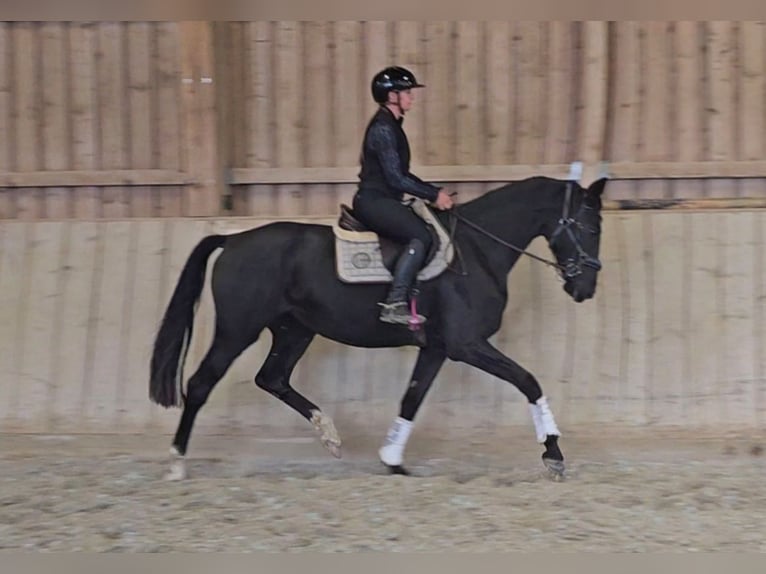 Austrian Warmblood Mare 3 years 16,3 hh Black in Wolfsbach