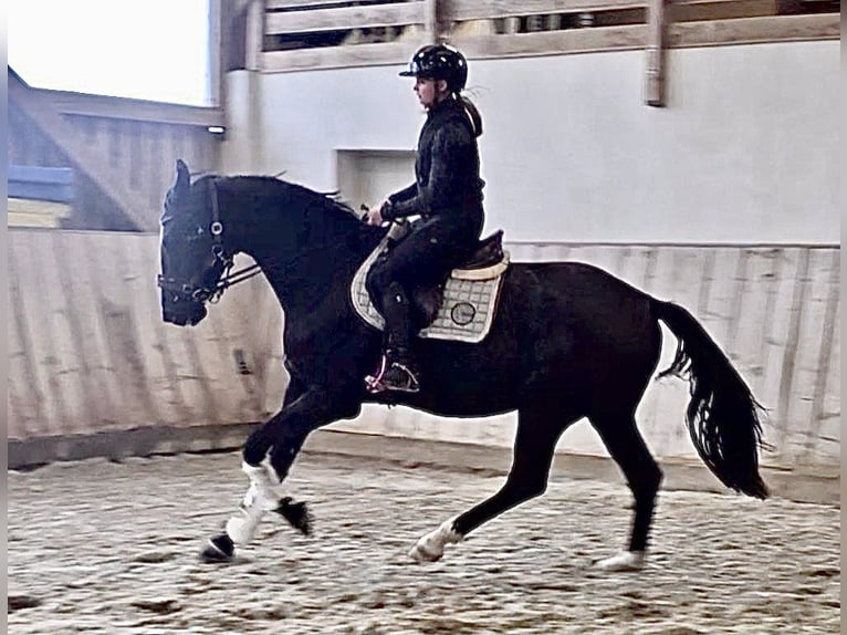 Austrian Warmblood Mare 3 years 16,3 hh Black in Wolfsbach