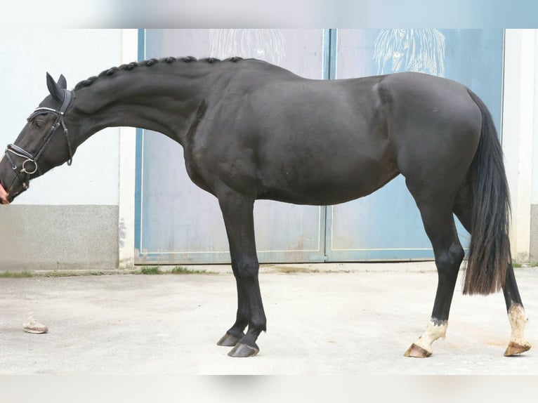 Austrian Warmblood Mare 3 years 16,3 hh Black in Wolfsbach