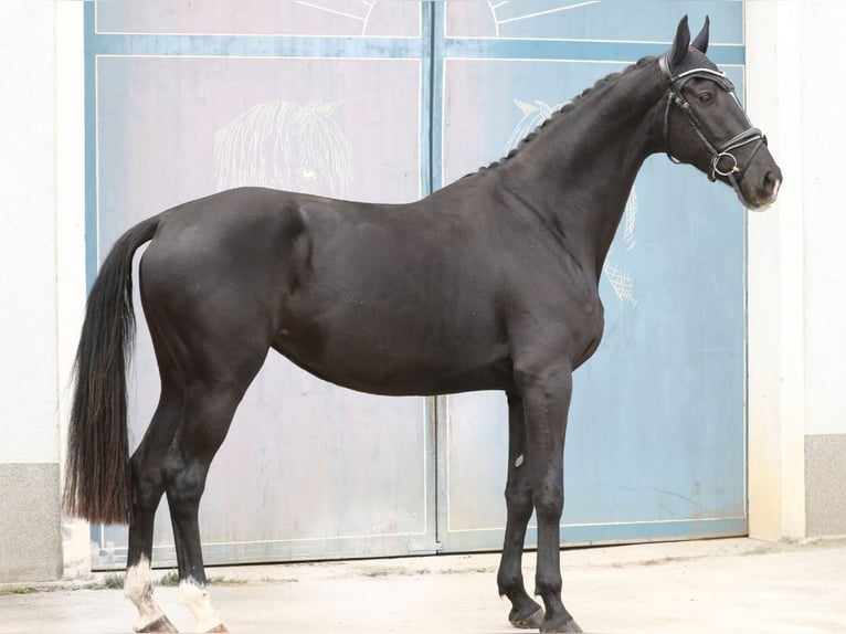 Austrian Warmblood Mare 3 years 16,3 hh Black in Wolfsbach