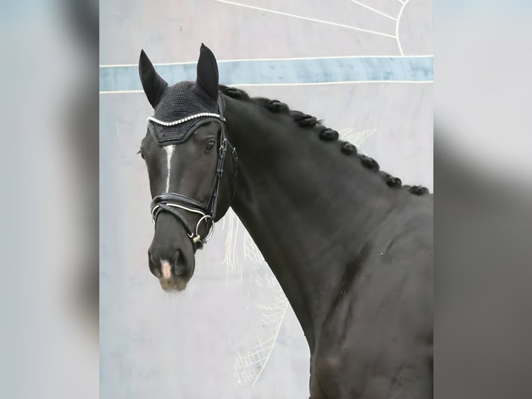 Austrian Warmblood Mare 3 years 16,3 hh Black in Wolfsbach