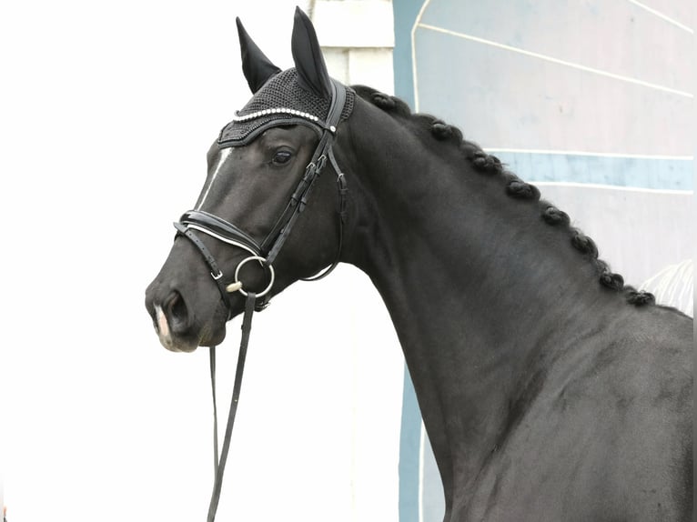 Austrian Warmblood Mare 3 years 16,3 hh Black in Wolfsbach