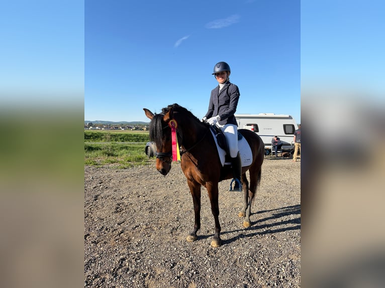 Austrian Warmblood Mare 4 years 14.1 hh Brown in Bad Blumau