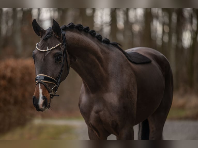 Austrian Warmblood Mare 4 years 14,3 hh Bay-Dark in Wehringen