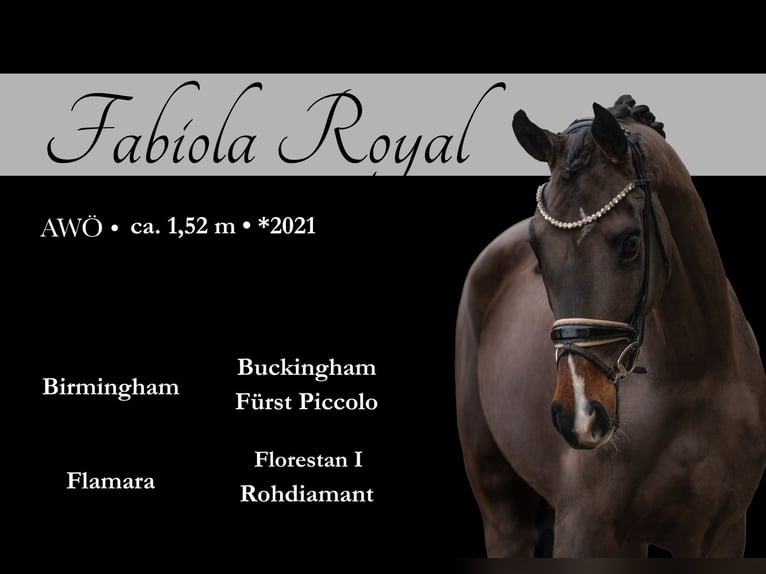 Austrian Warmblood Mare 4 years 14,3 hh Bay-Dark in Wehringen