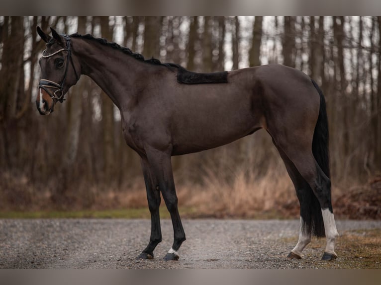 Austrian Warmblood Mare 4 years 14,3 hh Bay-Dark in Wehringen