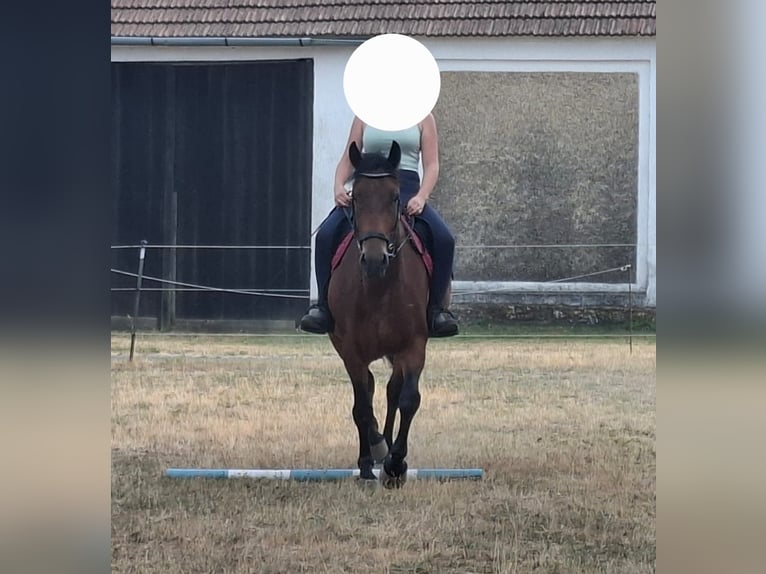 Austrian Warmblood Mix Mare 4 years 15.1 hh Brown in Niederfladnitz