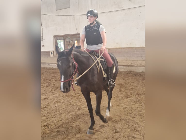 Austrian Warmblood Mare 4 years 15,2 hh Brown in Draßmarkt