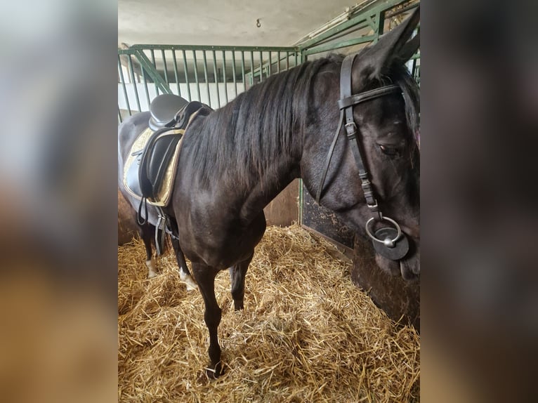 Austrian Warmblood Mare 4 years 15,2 hh Brown in Draßmarkt