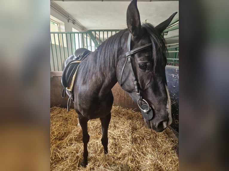 Austrian Warmblood Mare 4 years 15,2 hh Brown in Draßmarkt