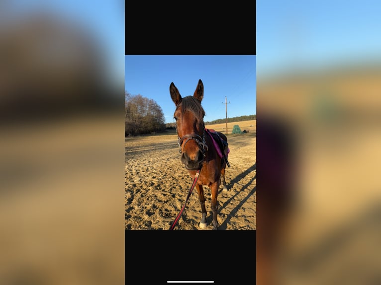 Austrian Warmblood Mare 4 years 15,2 hh Brown in Bad Blumau