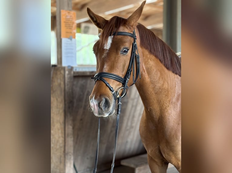 Austrian Warmblood Mare 4 years 15,2 hh Chestnut-Red in Ibbenbüren