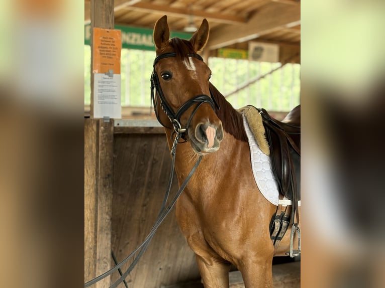 Austrian Warmblood Mare 4 years 15,2 hh Chestnut-Red in Ibbenbüren