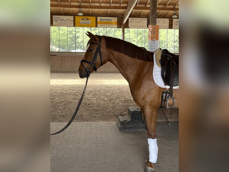 Austrian Warmblood Mare 4 years 15,2 hh Chestnut-Red in Ibbenbüren