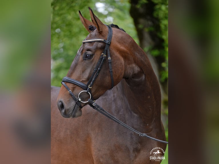 Austrian Warmblood Mare 4 years 16,1 hh Brown in Stadl-Paura