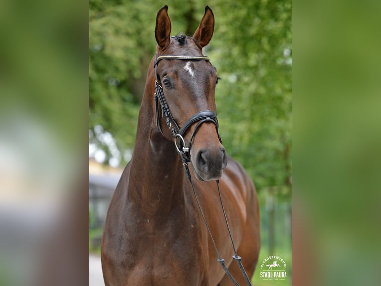 Austrian Warmblood Mare 4 years 16,1 hh Brown in Stadl-Paura