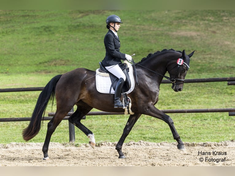 Austrian Warmblood Mare 4 years 16.2 hh Bay-Dark in Ranzelsdorf