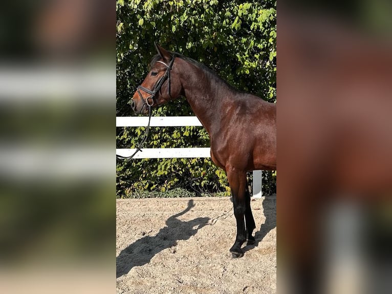 Austrian Warmblood Mare 4 years 16,2 hh Brown in Loiching