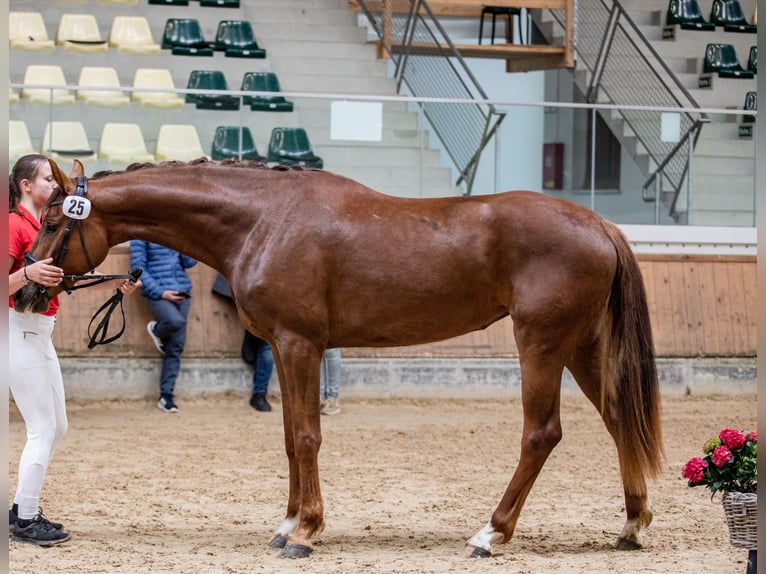 Austrian Warmblood Mare 4 years 16,2 hh Chestnut in Waldhausen