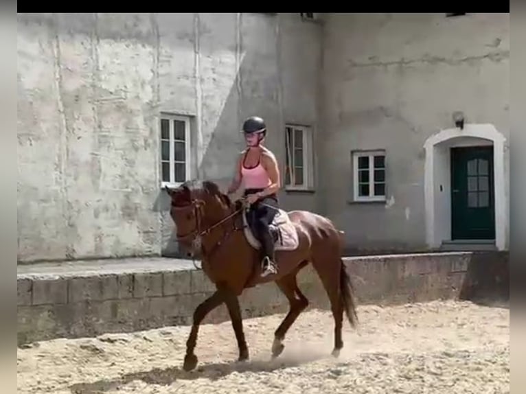 Austrian Warmblood Mare 4 years 16,2 hh Chestnut in Waldhausen