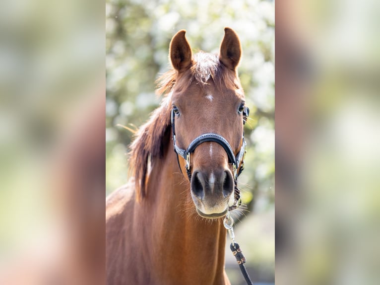 Austrian Warmblood Mare 4 years 16,2 hh Chestnut in Waldhausen