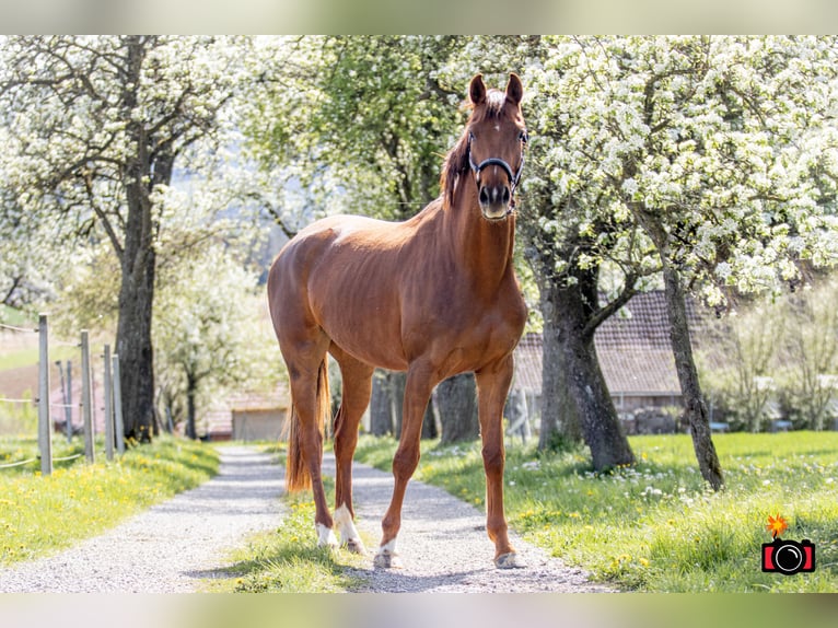 Austrian Warmblood Mare 4 years 16,2 hh Chestnut in Waldhausen