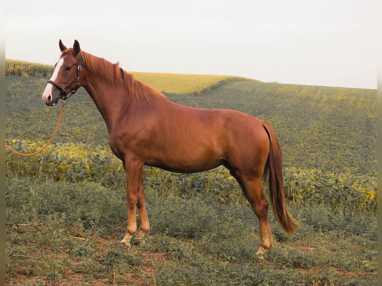 Austrian Warmblood Mare 4 years 16,2 hh Chestnut-Red in Weilbach