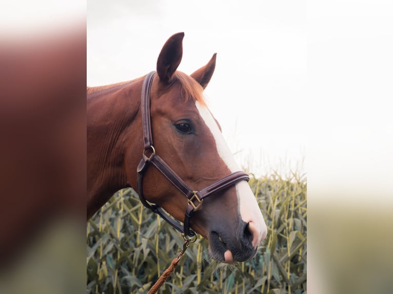 Austrian Warmblood Mare 4 years 16,2 hh Chestnut-Red in Weilbach