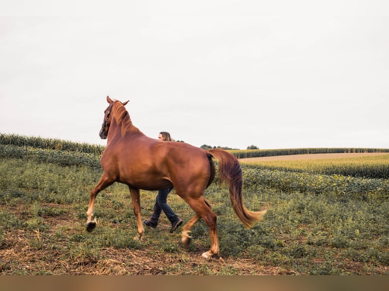 Austrian Warmblood Mare 4 years 16,2 hh Chestnut-Red in Weilbach