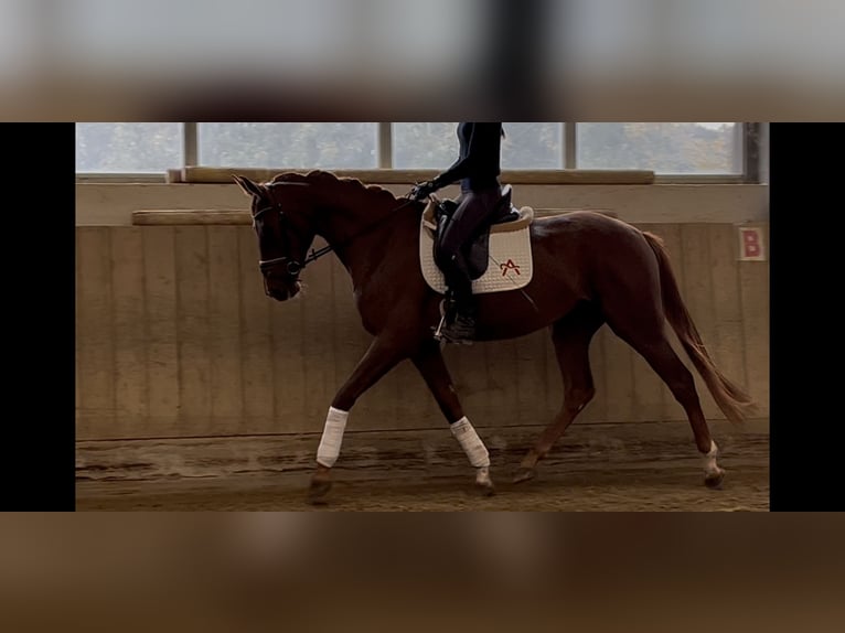Austrian Warmblood Mare 4 years 16.3 hh Chestnut in Heiligenkreuz