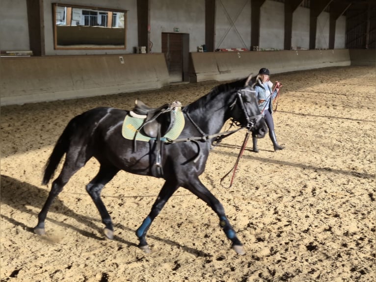 Austrian Warmblood Mare 4 years 16 hh Black in Rudersdorf